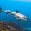 Great White Sharks at Neptune Islands