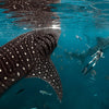 Whale Sharks in the Philippines