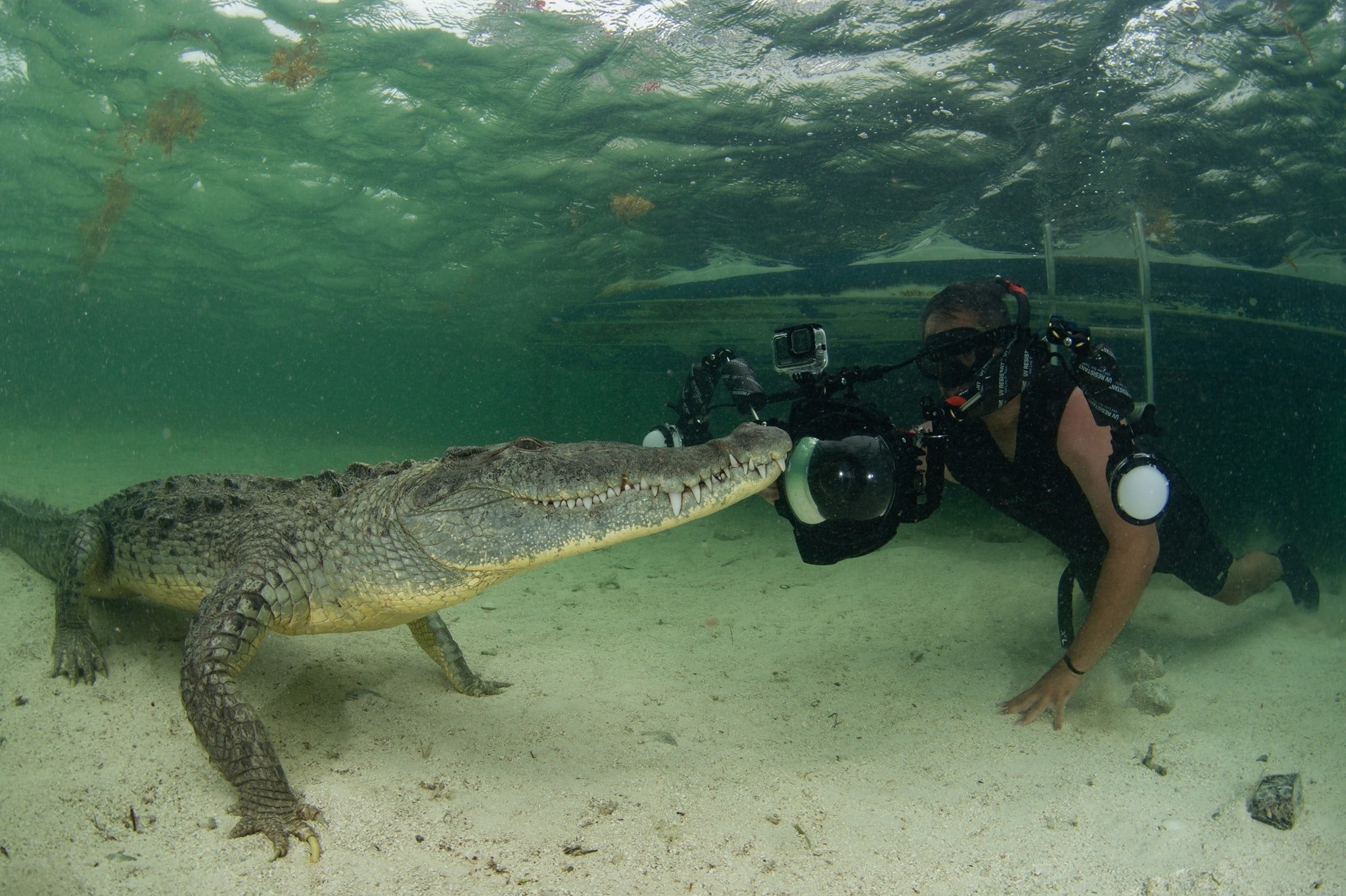 Javier Mendoza underwater, photographing an American crocodile at close range.