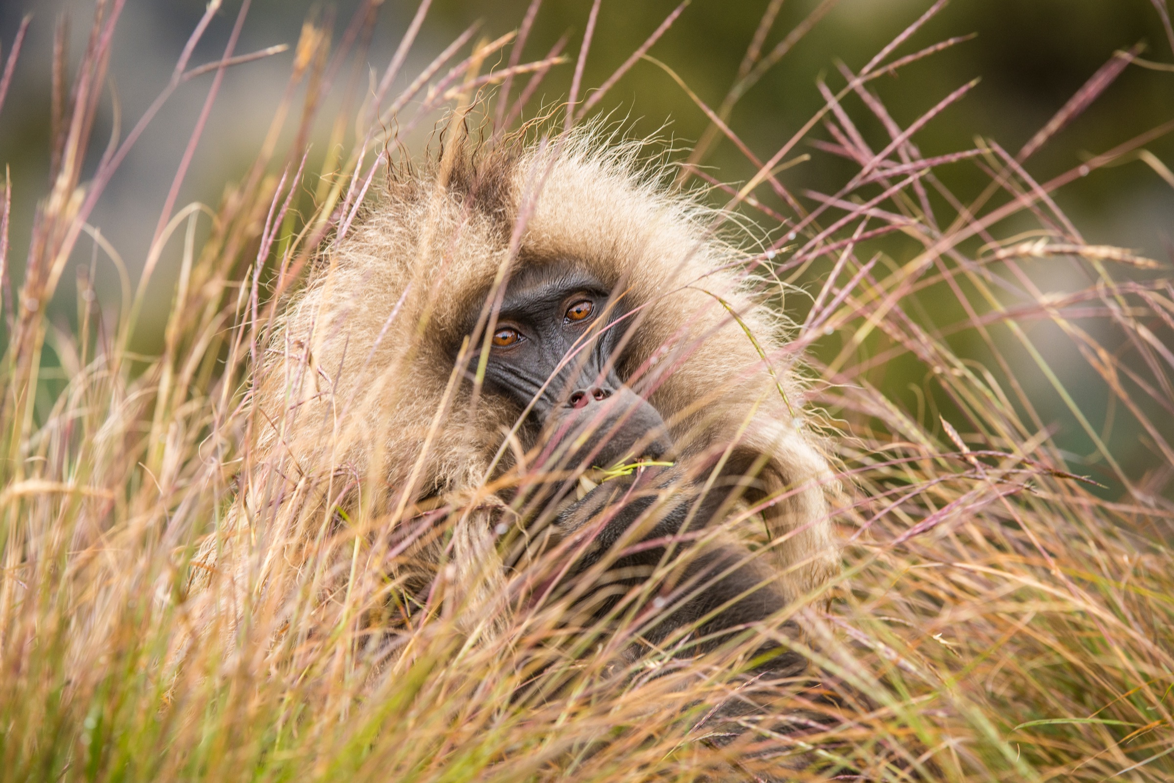 A gelada peering through tall highland grass.