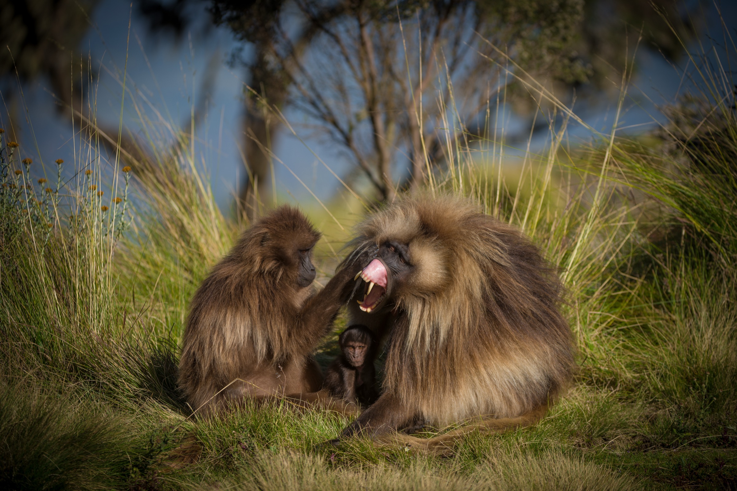 A gelada pair grooming with an infant between them.