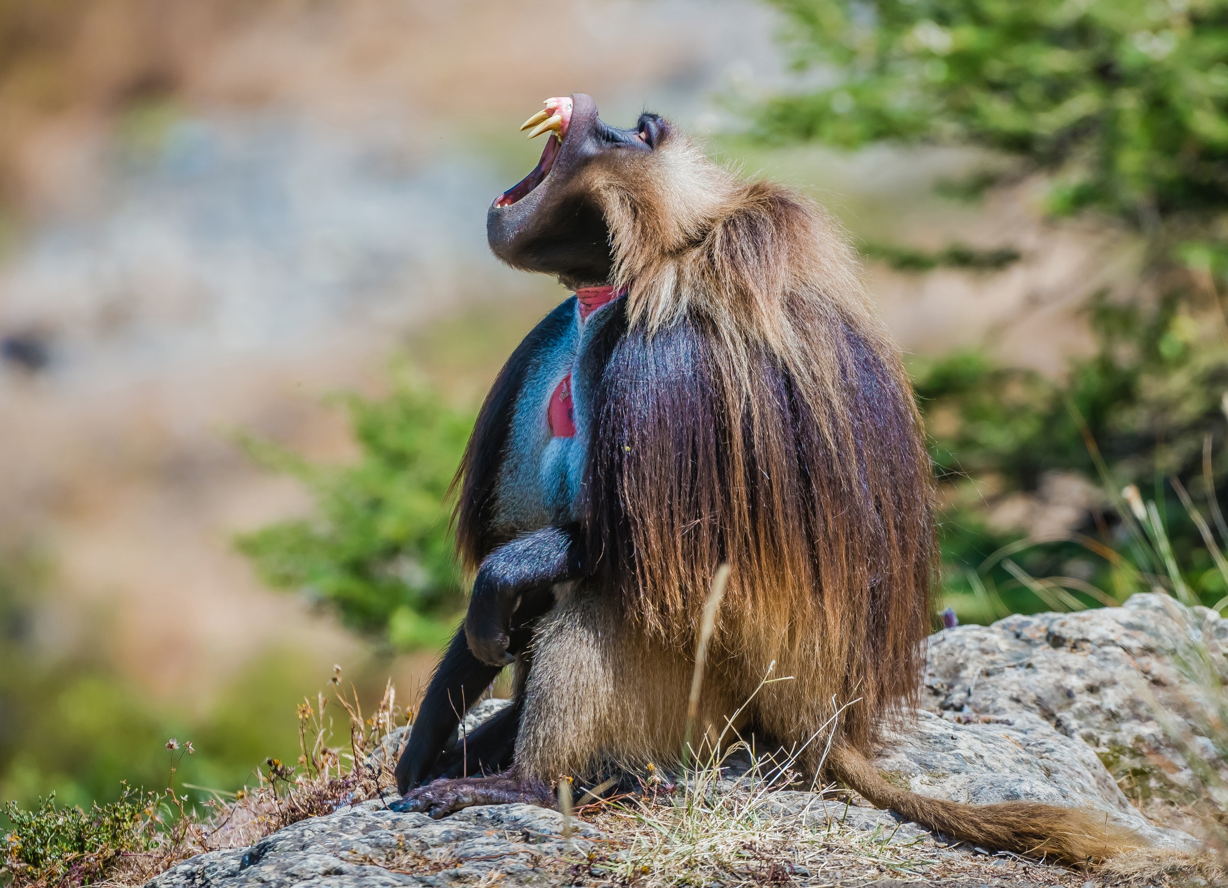 A big male gelada sits on a rock, head thrown back, mouth wide open, mane blowing.