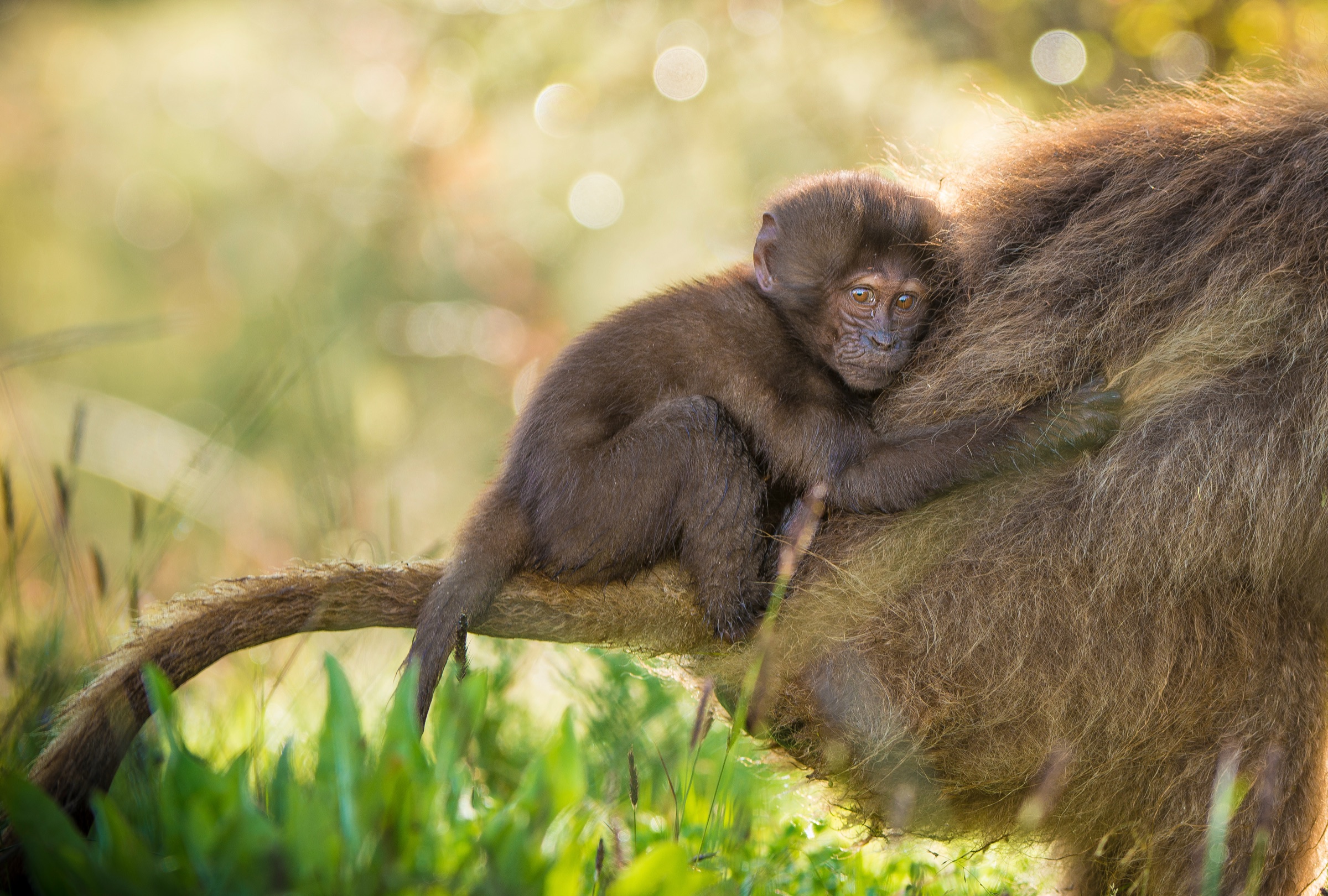 A gelada infant on its mother's back in golden light.