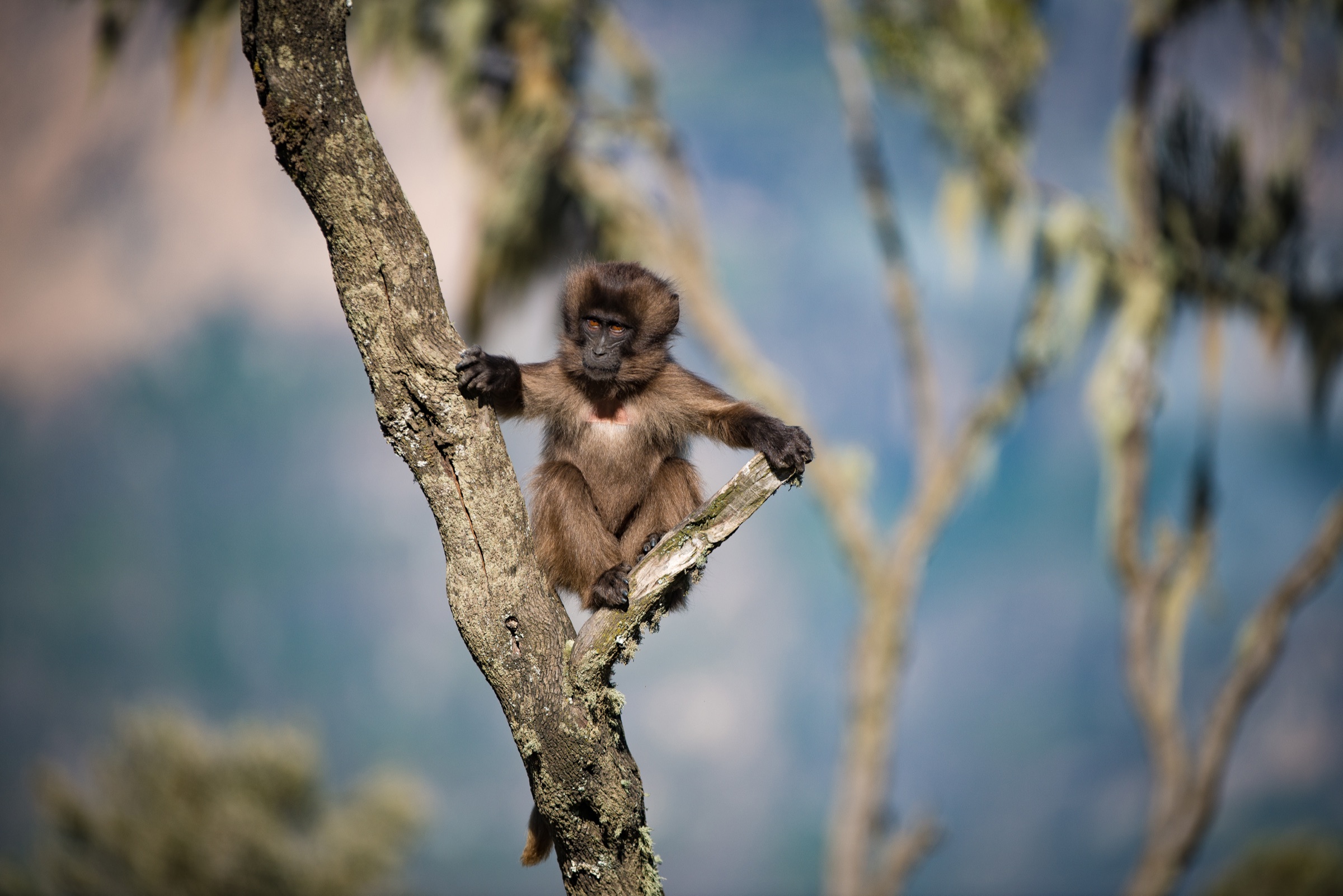 A young gelada perched in a tree fork.