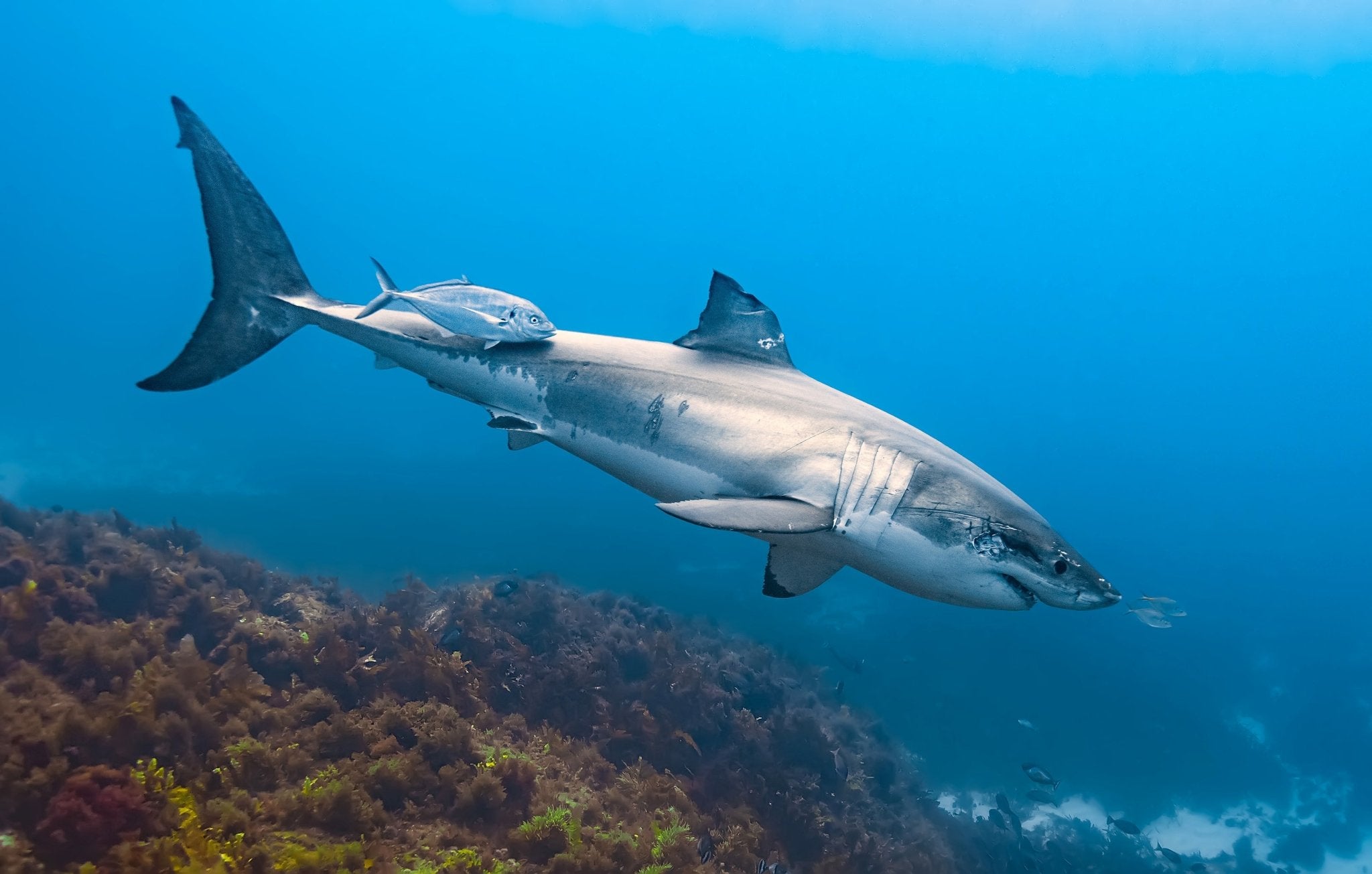 Great white sharks in blue water at the Neptune Islands.