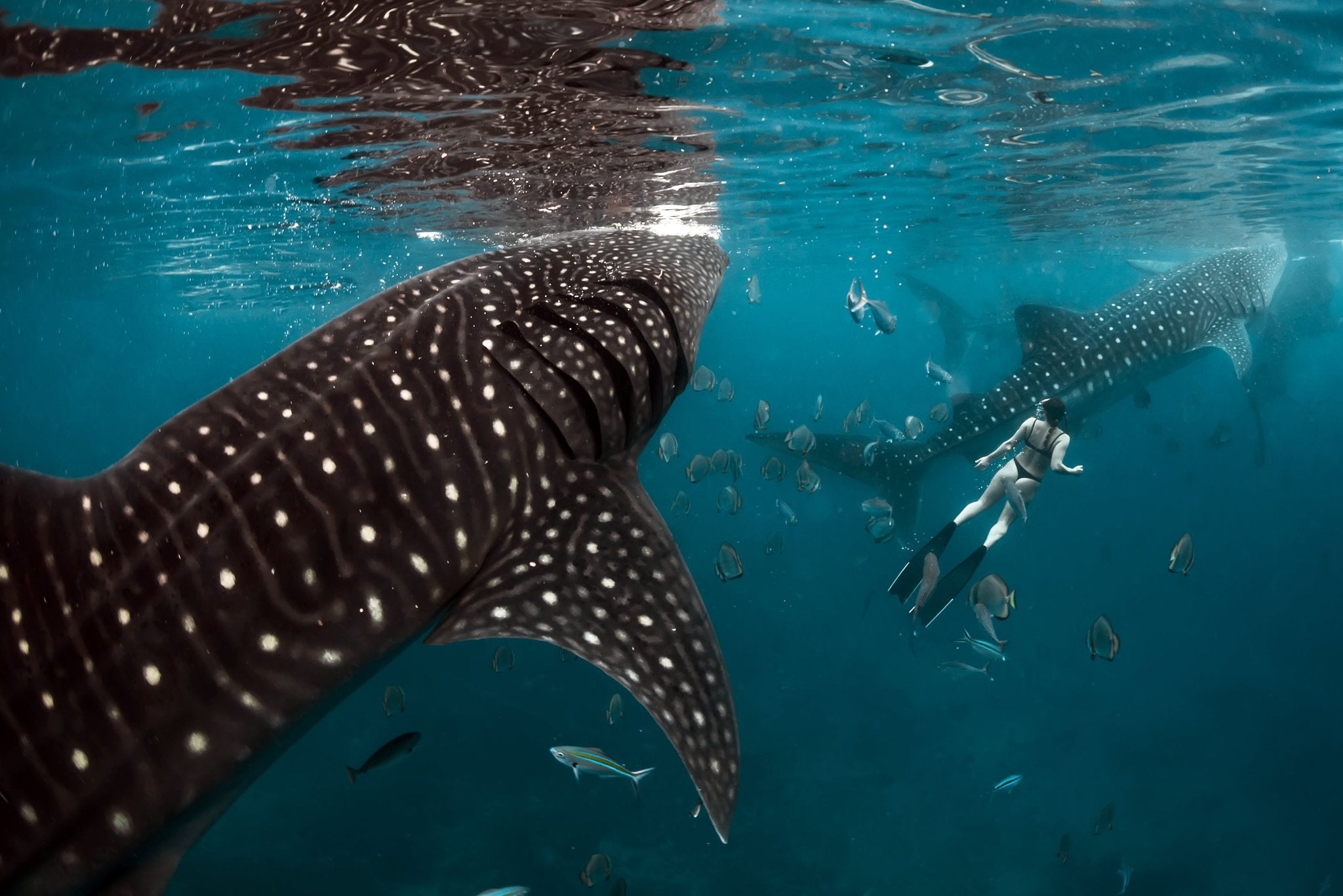 A whale shark swimming near the surface in Philippine waters.