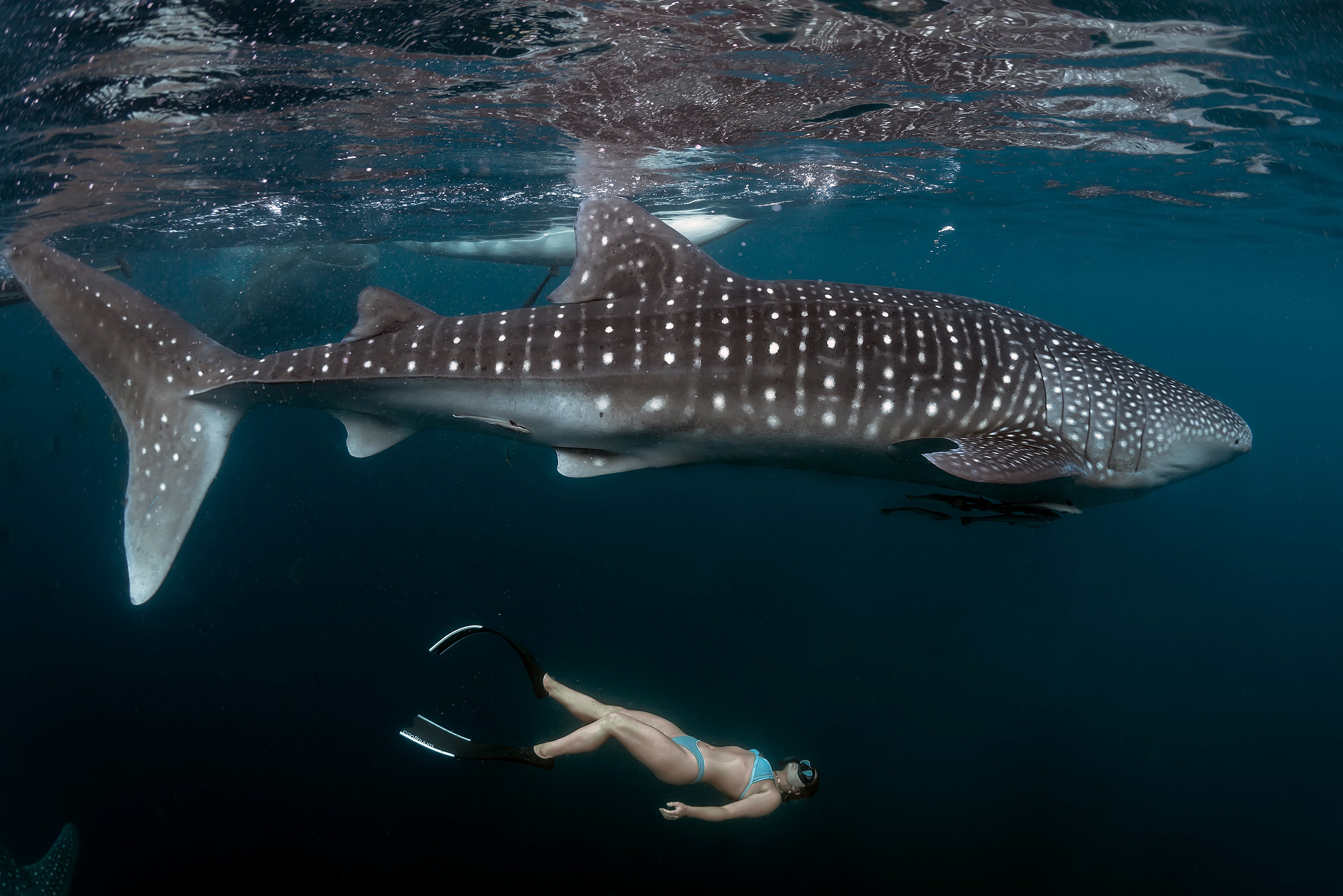 A swimmer dwarfed by a feeding whale shark just below the surface.